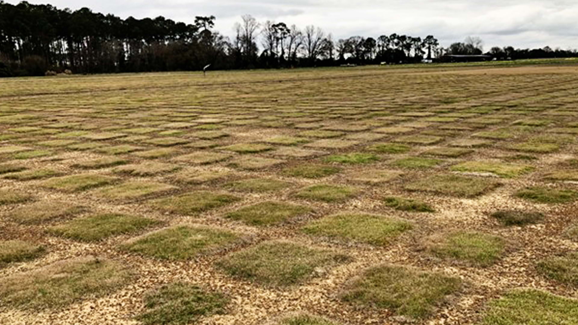 Image of grass research plots